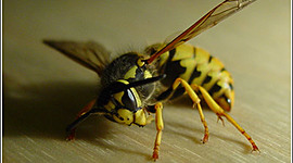 Timeline: Ολυμπιακοί αγώνες