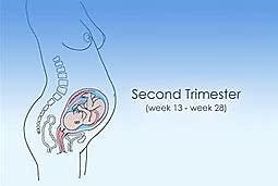 second trimester