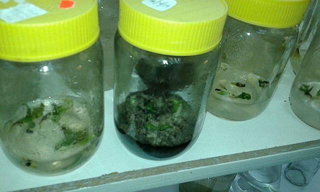 Revisión de contaminación