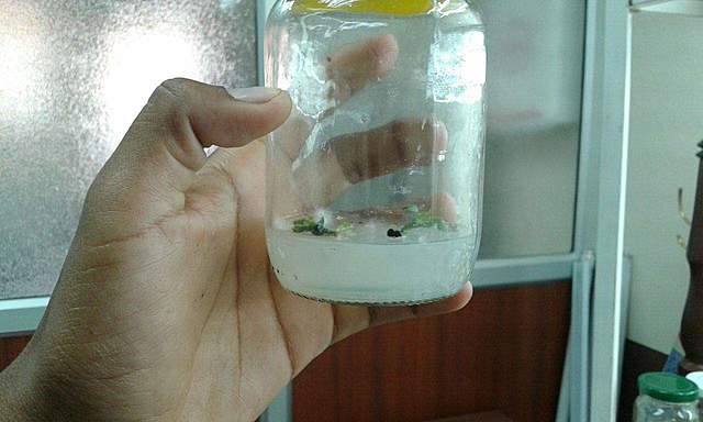 Siembra segunda tanda