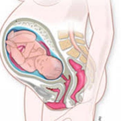 Timeline: Etapas del embarazo