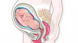 Timeline: Etapas del embarazo