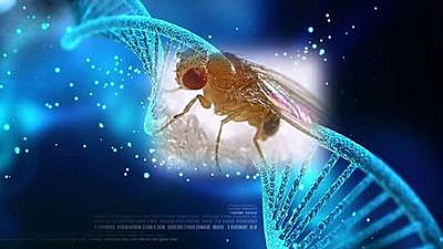 Los genes están en los cromosomas