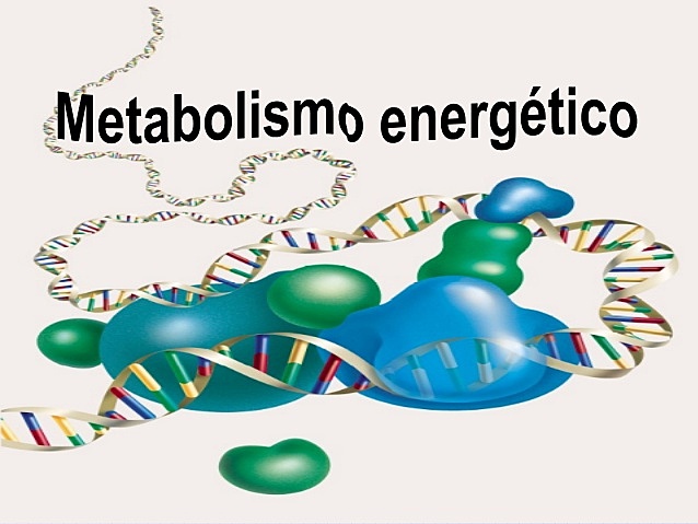 Metabolismo energético.