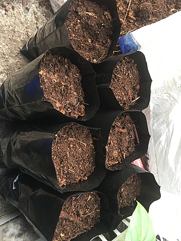 Preparación de sustrato y Siembra de plantas