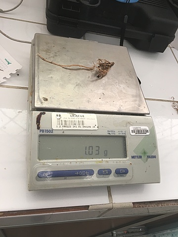 Lavado y toma de peso de las raices