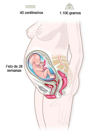 VEINTIOCHOAVA SEMANA