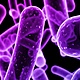 Bacteria