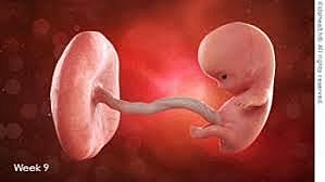 SEMANA 9 / AGOSTO 26 A SEPTIEMBRE 1