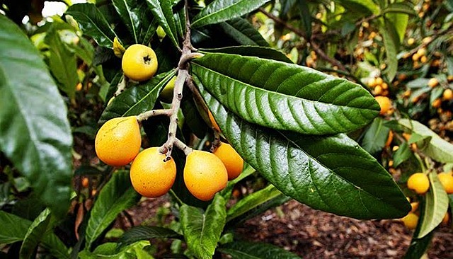 Entre arboles y anécdotas!!!