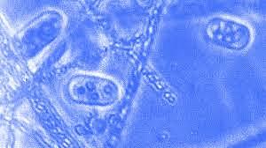 Watson, Crick y Wilkings