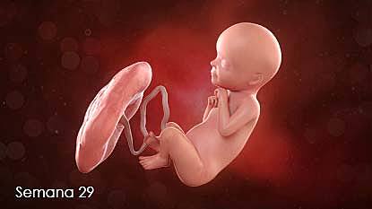 semana 27 -28 - 29