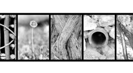 Timeline: Mrs. Dixon's Life