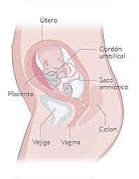 SEMANA 21 / NOVIEMBRE 18 A NOVIEMBRE 24