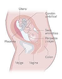 SEMANA 22 / NOVIEMBRE 25 A DICIEMBRE 1