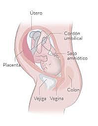 SEMANA 31 / ENERO 26 A FEBRERO 1