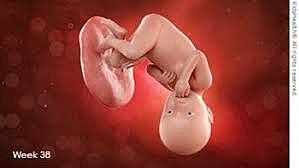 SEMANA 38 / MARZO 15 A MARZO 21