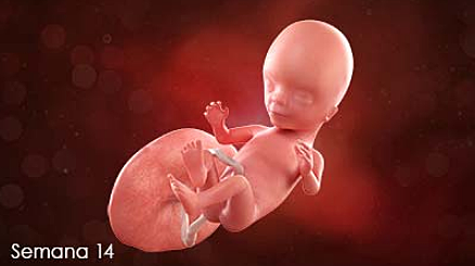 Semana de la 13 a la 14