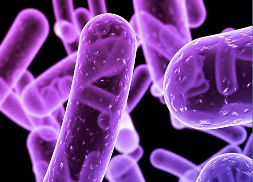 DESCUBRIMIENTO DEL MICROSCOPIO