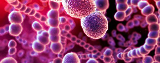 PRIMEROS MICROSCOPISTAS