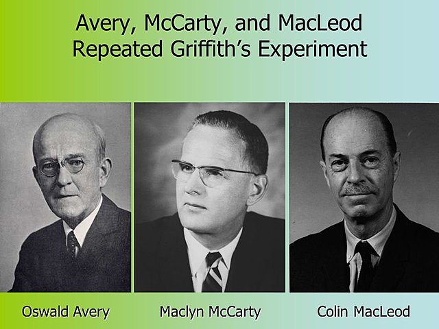 OSWALD AVERY, COLIN MACLEOD, Y MACLYN MCCARTY
