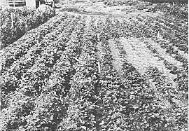 Maximus. V. Beijerinck