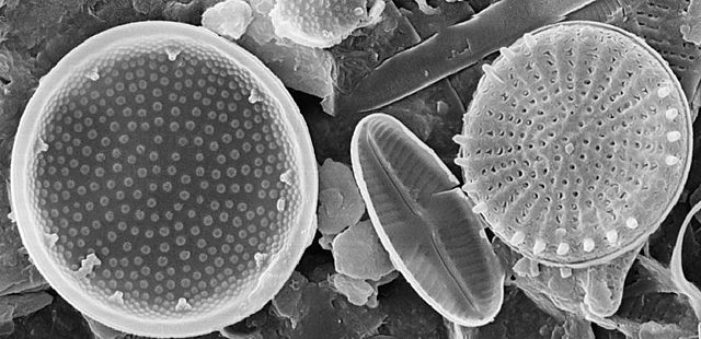 Desde esta década se produjeron grandes avances en el conocimiento  de los microorganismos, la microscopía electrónica permitió dilucidar la ultra estructura de los hongos, las bacterias, los protozoos y los virus.