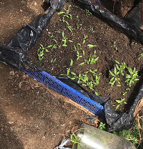 Observación y limpieza del semillero ya germinado.