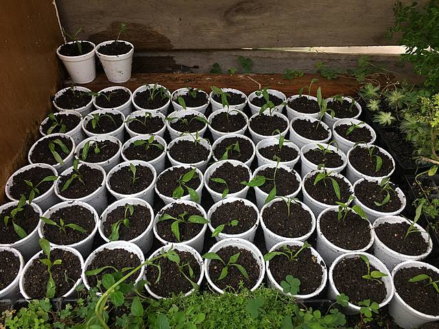 Germinación Completa