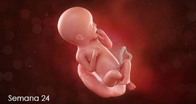 Semana 24