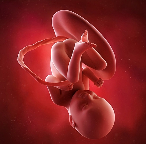 Semanas 29,30,31 y 32