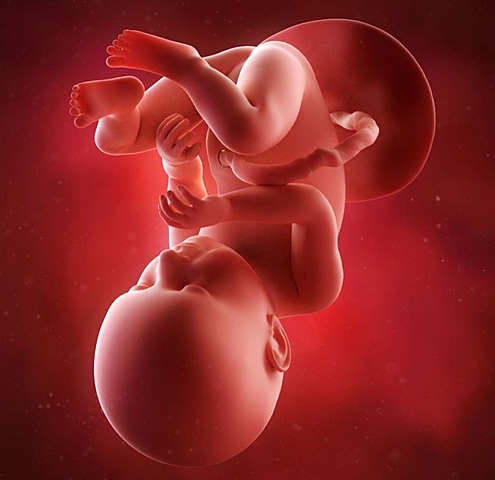 Semanas 33,34,35 y 36