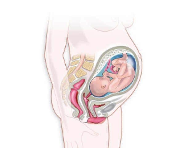 Semanas 37,38,39 y 40