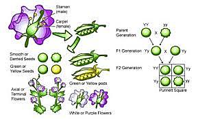 Edad de la genetica inicia