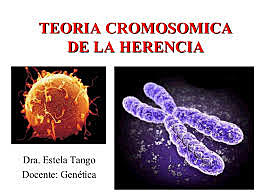 Teoría de la herencia cromosomica