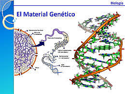 Material genetico