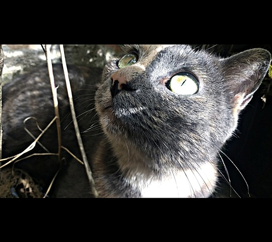 La llegada de mi gata