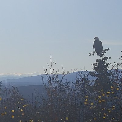 Timeline: Erikson Timeline - Ty