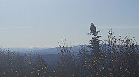 Timeline: Erikson Timeline - Ty