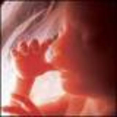 Fingernails, toenails, tooth buds formed and hair grew