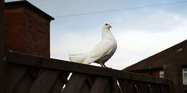 La paloma  mensajera