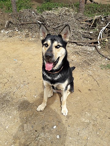 Me regalaron una mascota