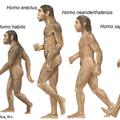Timeline: Evolution of human