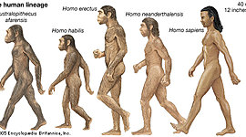 Timeline: Evolution of human