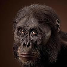 Auntralopithecus afarensis