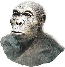 Homo habilis