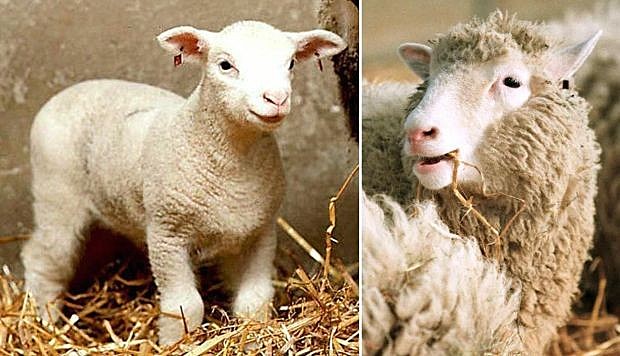 HECHOS HISTÓRICOS  -  Dolly, primer mamífero en ser clonado