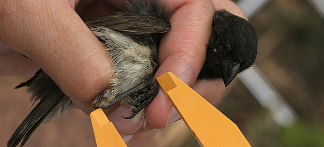 The study of finches and beetles