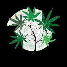 Colombia producía el 70% de marihuana del mundo