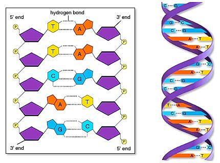 Establecen la estructura del ADN